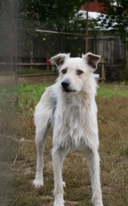 Adopter Iggy