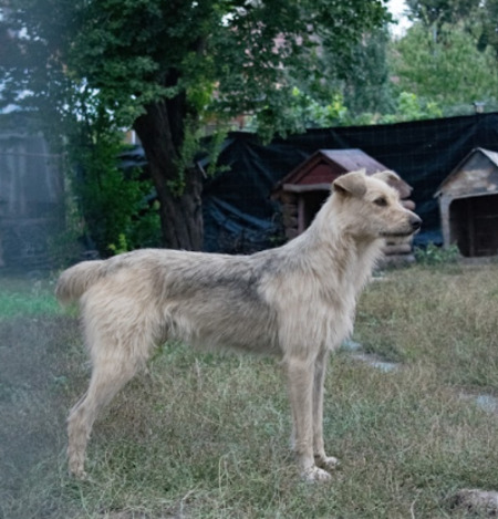 Adopter Iggy