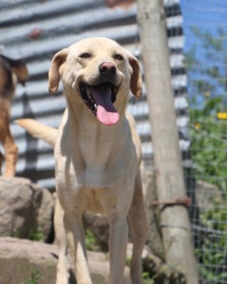 Adopter Iniko