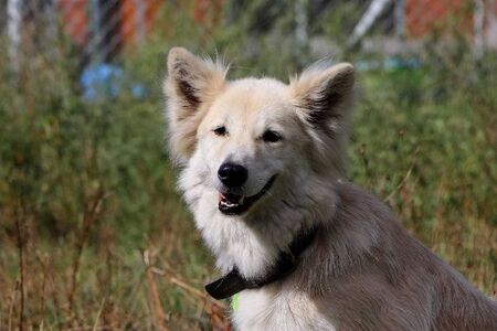 Adopter Inouk