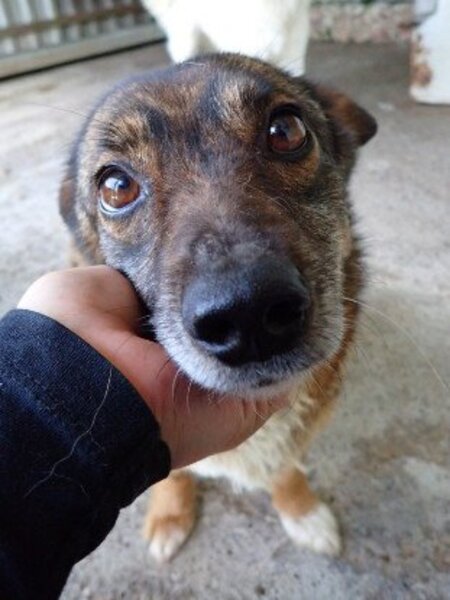 Adopter Irma
