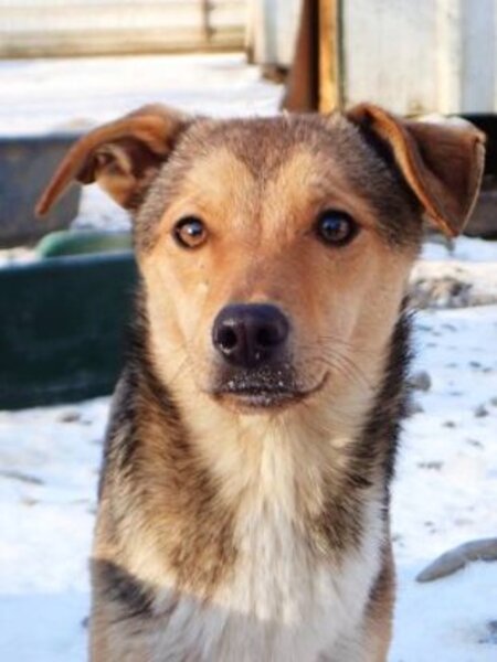 Adopter Ironix