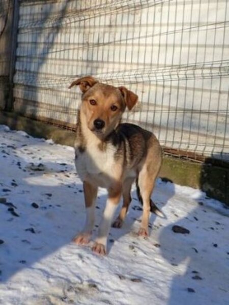 Adopter Ironix