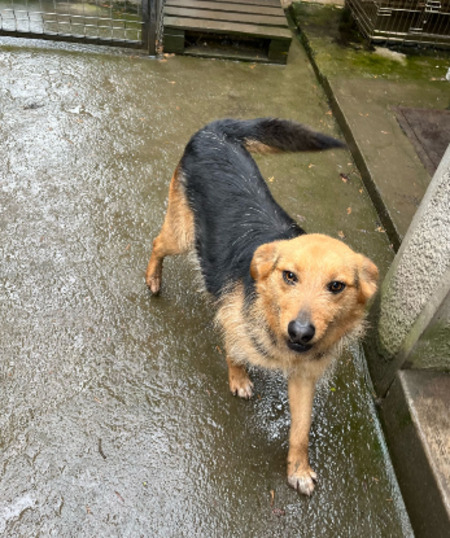 Adopter Issa