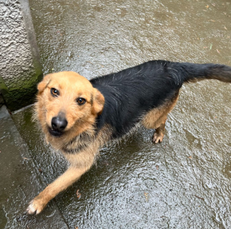 Adopter Issa