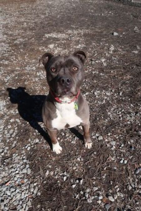 Adopter Jack