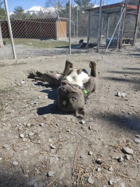 Adopter Jack