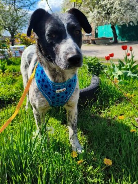 Adopter Jack