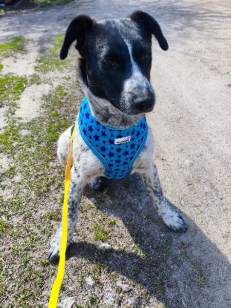 Adopter Jack