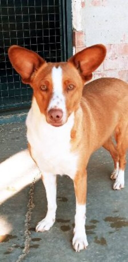 Adopter Jack