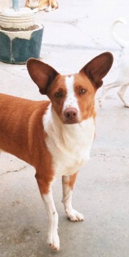 Adopter Jack