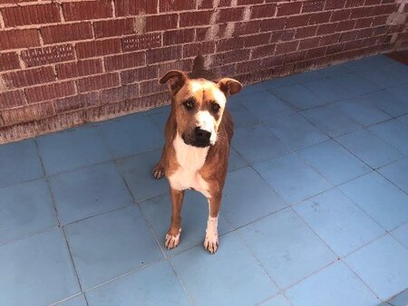 Adopter Jacki