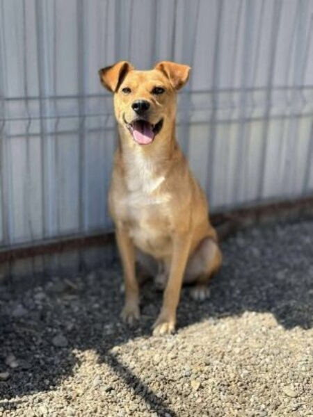 Adopter Jackpot