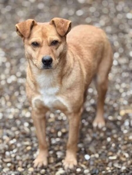 Adopter Jackpot