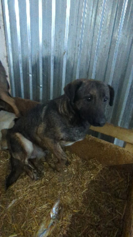 Adopter Jackpot