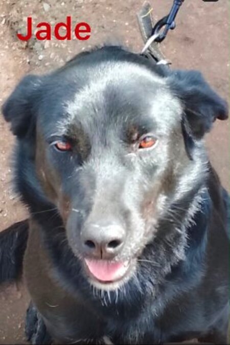 Adopter Jade du Maroc!