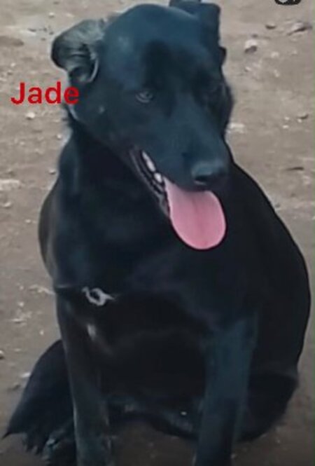 Adopter Jade du Maroc!