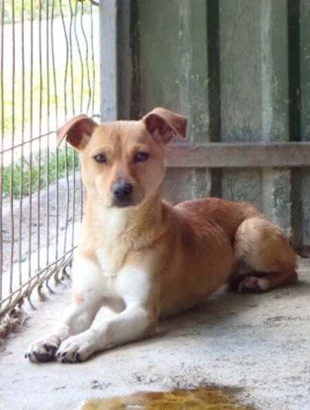 Adopter Jadore