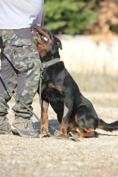 Adopter Jango