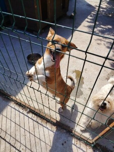 Adopter Jango