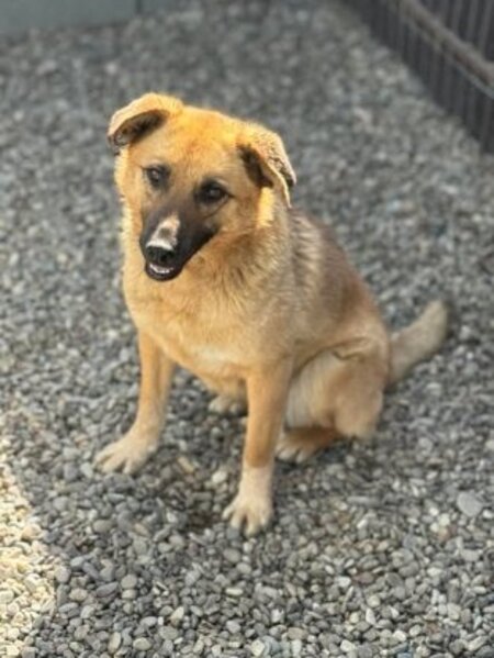 Adopter Janka