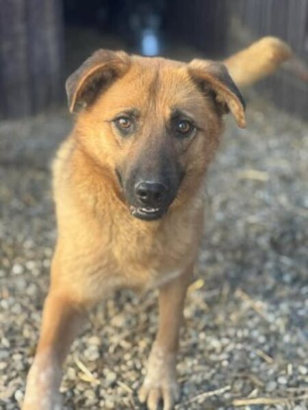 Adopter Janka
