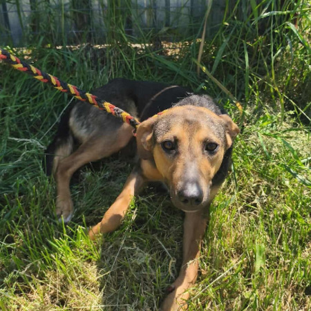 Adopter Janka