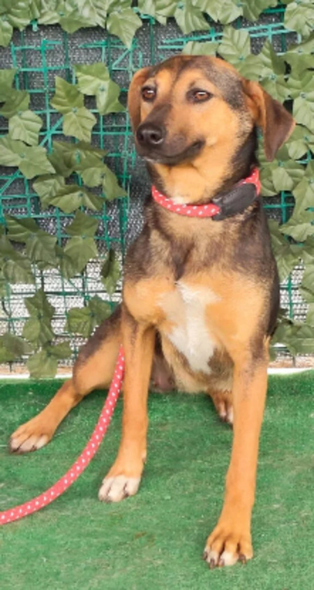 Adopter Janka