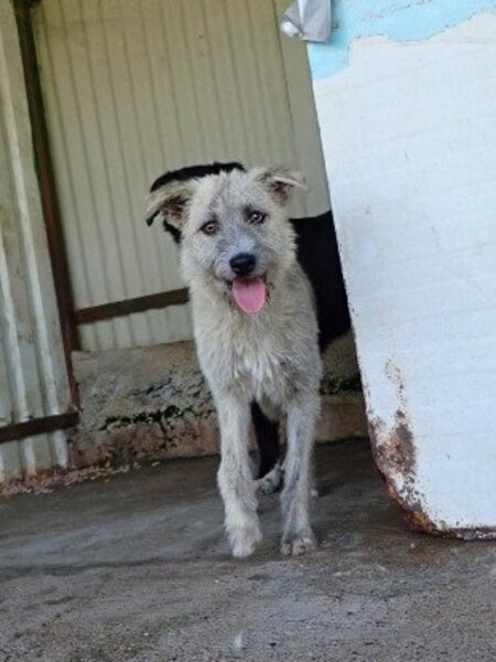 Adopter Japsy