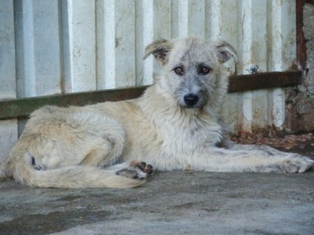 Adopter Japsy