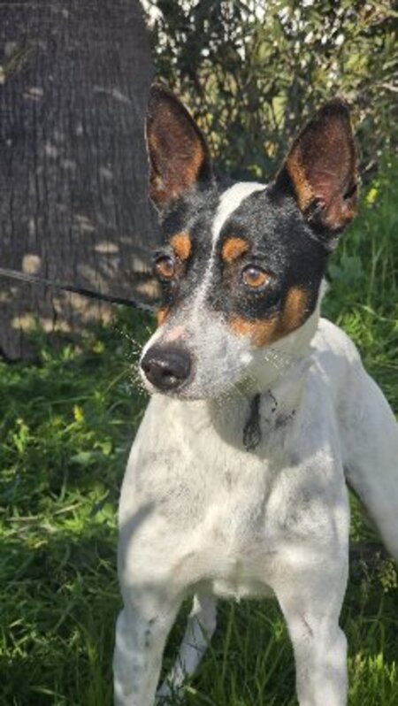 Adopter Jaro