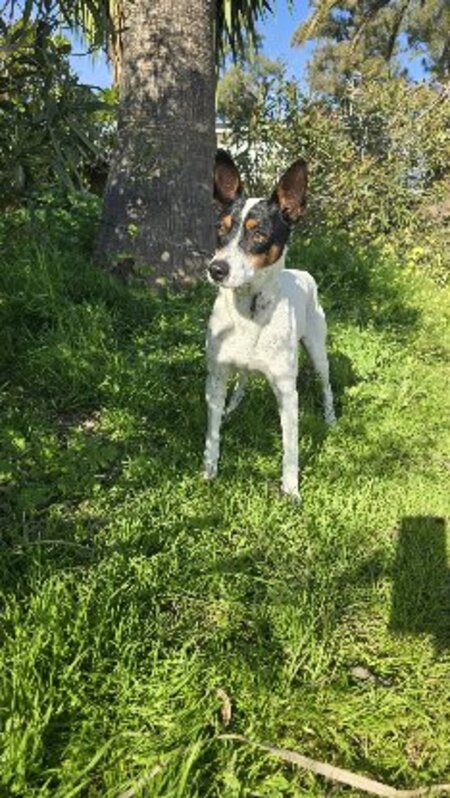Adopter Jaro