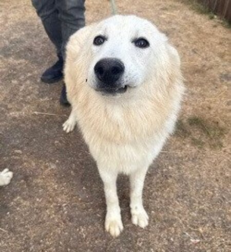 Adopter Jasper