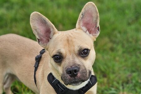 Adopter Jaz