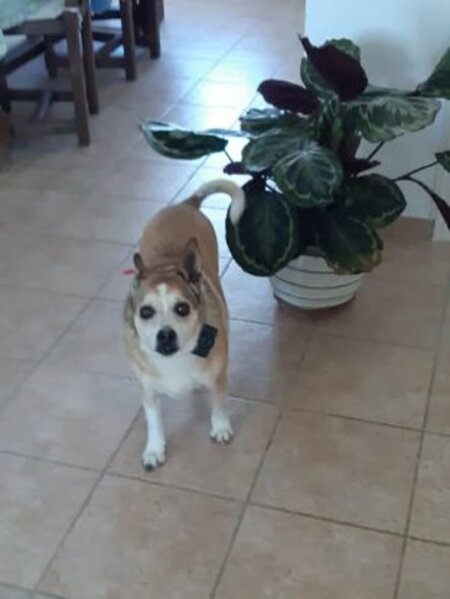Adopter Jazzy