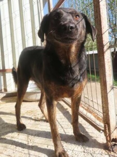 Adopter Jeep