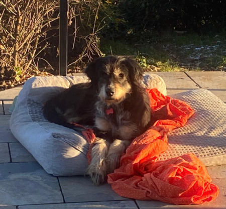 Adopter Jess
