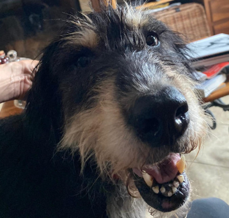 Adopter Jess