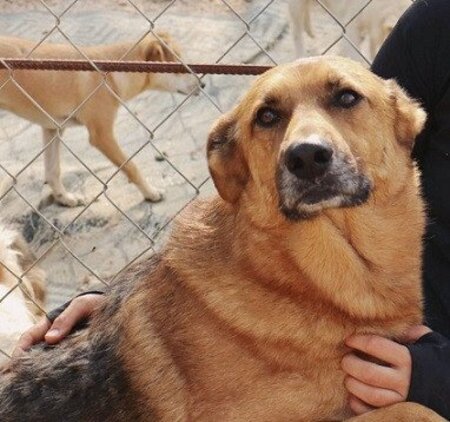 Adopter Jimmy