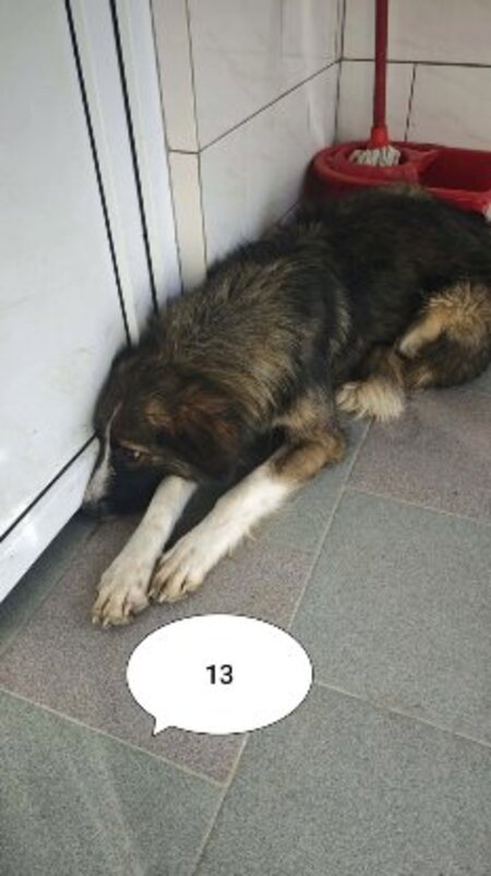 Adopter Jinn