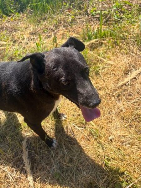 Adopter Joe