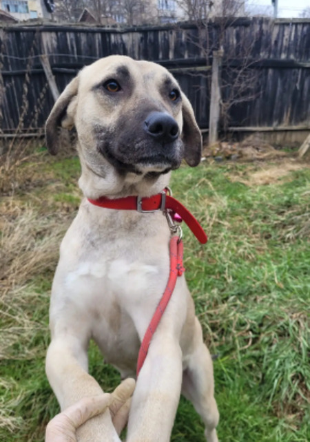 Adopter Jolie