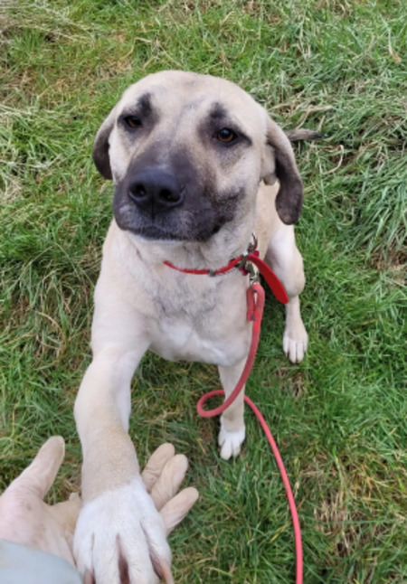 Adopter Jolie