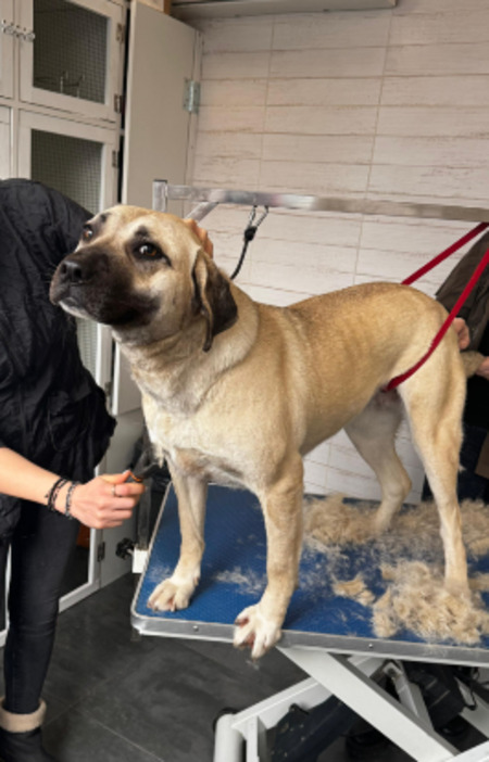 Adopter Jolie