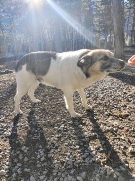 Adopter Jony