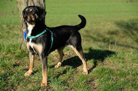Adopter Joona