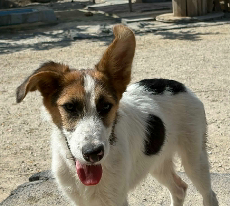 Adopter Jorge jr