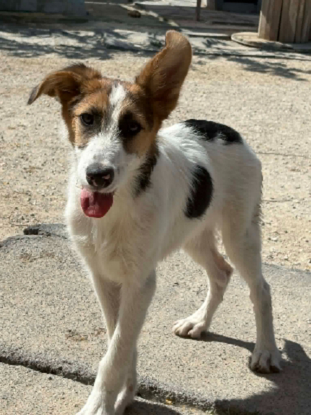 Adopter Jorge jr