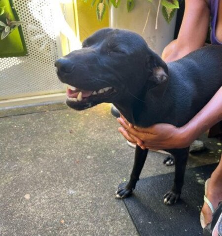 Adopter Joy