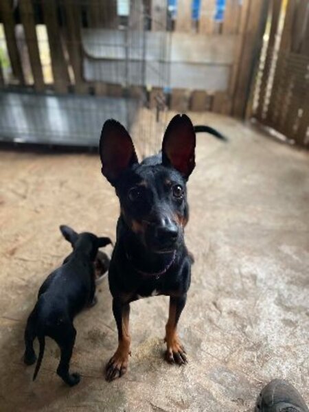 Adopter Joy